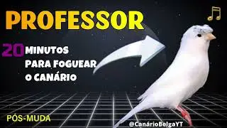 EXCELENTE! Como fazer Can&aacute;rio Belga VOLTAR A CANTAR? CANTO CAMPAINHA para ESQUENTAR Canary