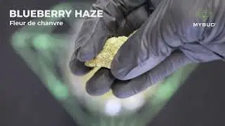 Fleur de CBD Blueberry Haze - Ar&ocirc;mes de Fruits Rouges, Culture en Int&eacute;rieur
