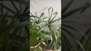 Umbrella Palm plant- Cyprus Mini Papyrus #plants #houseplants #airpurifyingplants #umbrellapalm