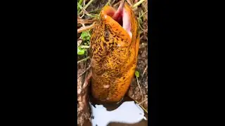 Best Eel Fishing | Catching Giant Eel Gold Fish With bait | #SHORTS VIDEO E-98