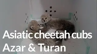 Asiatic cheetah cubs | Azar & Turan