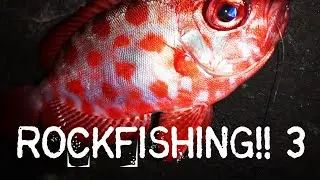 ROCKFISHING 3‼️ en CANARIAS 🇮🇨 [ Catalufas en la NOCHE ] 🎣 C&S ♻️ #pesca  #fishing #rockfishing