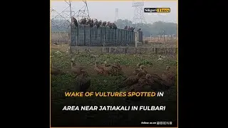 Wake of vultures spotted in area near Jatiakali in Fulbari, residents express concern (Bangla)