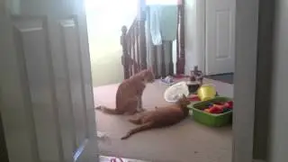 Sky V Ginger