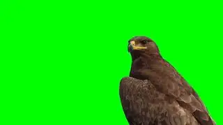 Eagle green screen