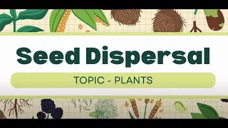 Seed Dispersal Explained | Amazing Ways Plants Travel | Learn with Namrata Pandey