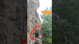 Panen madu hutan di tebing. madu hutan flores