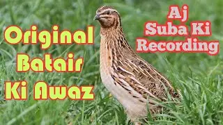 Common Quail Calling | Batair Ki Awaz | Aj Suba Ki Recording | Raat Ki Liye Batair Ki Awaz | Quail |