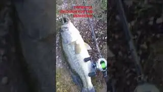 #MASSIVE#BASS#TOPWATER#EXPLOSION#bassfishing#pike#shchuka#memories##raid#japan#gladiator#antares#jdm