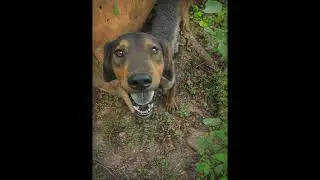 Hip Hop Dogg
