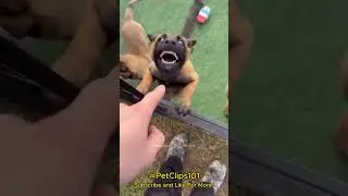 The FUNNIEST Dogs Being Idiots 😭😭 #funny #dog #funnydogs #ranking #animals #dogs #dogshorts #top5