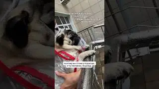 Стоим пол крышей и смотрим на дождь☔️🤍 #funnypug #pug #собака #pets #милыемопсы #мопс #puglife