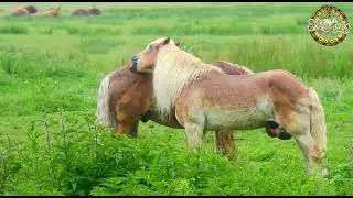 Kid-Friendly Fact about Horses! #pet  #animals #horse #lifeonearth #nature #animal #knowledge #facts