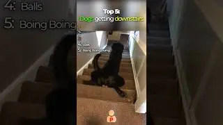Top 5 Funniest Dogs Going Down Stairs🐶🤣 | #shorts