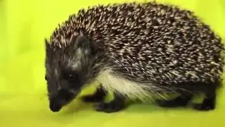 Сute funny Hedgehog   Cмешной Ёжик Edvard Grieg vs Dubstep remix) HD