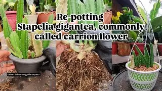 Let's repot Stapelia gigantea, commonly called carrion flower #repotting #transplanting #homegarden