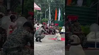 Army dog #trending #shorts #border2 #new #song #viral #shorts #youtube