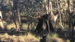 Black Wallabies - Agonistic behaviour, a ballet not a fight!