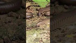 So Many Legs... So Creepy! #millipede #shorts #wildlife