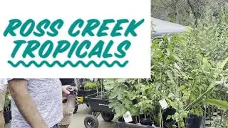 Visiting Ross Creek Tropicals Nursery | Buying More Dwarf Fruit Tree