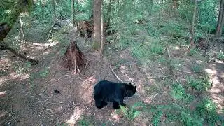 Meidase Trail Camera - View from above of bear passing my trail camera.