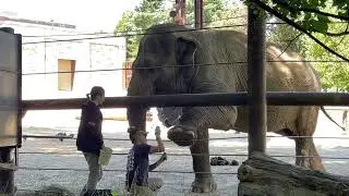 Elephant nail cutting || National Zoo Washington DC ||