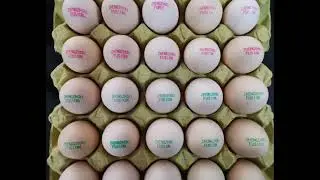 IJP-EGG-Gen - Touch Screen Eggs Jet Printer