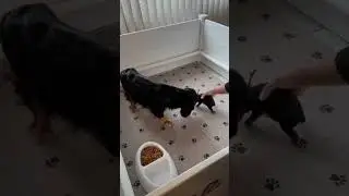 Clean and reset puppy kennel/whelping box with me! 🧽🪣🐾 #puppies #whelping #cockerspanielpuppy