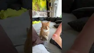 Вот это Сигма Бой 😹 Автор: johanna_frc