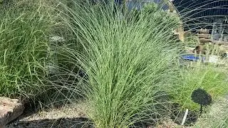Add Movement and Texture to Your Landscape with Grasses