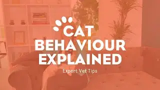 Understanding Your Cat's Behaviour: Expert Vet Tips