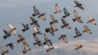 Documental sobre PALOMA TORCAZ  migraci&oacute;n, caza