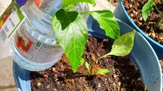 Rooting a broken piece of pepper plant 🌱 #garden