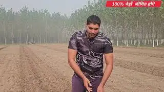 पॉपुलर पेड़ों 2026 लगाने से पहले को सरसों और गेहूं के खेत में काम जरूर करें 100% बहुत रिजल्ट मिलेगी 