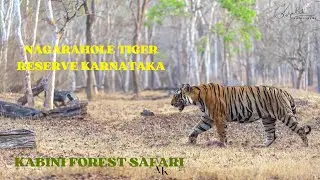 MAJESTIC wildlife of KABINI | WILDLIFE photography