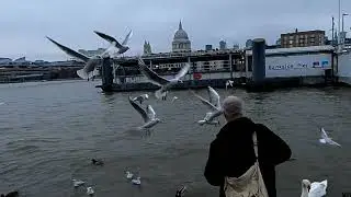 Bankside Pier Feeding