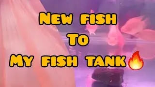 TIPS FOR ADD FISH IN FISH TANK in Tamil || New Fish To My Fish Tank || PREDATOR FISH INSIDE ||