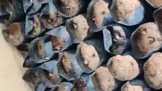 how to grow arecanut plant at home #arecanutfarming #diy #reels #diycrafts #arecanut