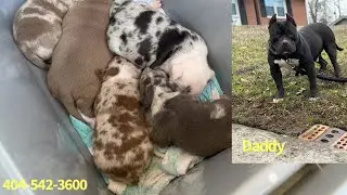 😍 OMG Merle American Bully Puppies!!!