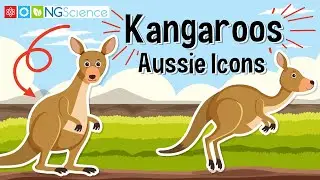 Kangaroos &ndash; Aussie Icons