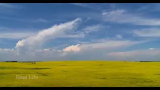 2010/12, Canola fields in full bloom, Alberta