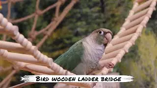 kiwi and Avocado Try New Wooden Bridge Ladder Showing how cute they are. #parrot #birds #funnyvideo
