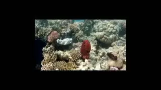 octopus 🐙🦑 (Mollusca ) the second-largest phylum