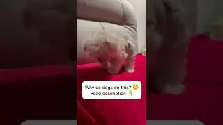 Why do dogs do this? 🤣🤔 read description! 👇
