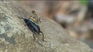 Tiny live-streaming camera that can attach to insects developed by Ph.D. student