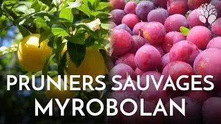 Pruniers sauvages, le myrobolan Prunus cerasifera