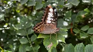 Flight, A Live Butterfly Experience
