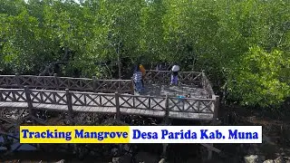Tracking Mangrove Desa Parida, Kabupaten Muna || Maitewuna