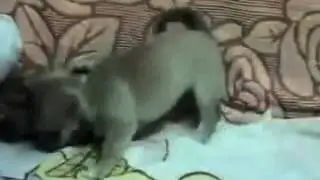 333cat dog fight