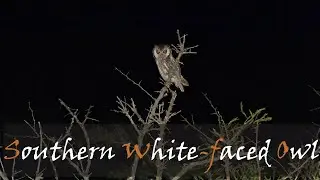 Southern White-faced Owl (Ptilopsis granti) Bird Call Video, Nocturnal Birds | Stories Of The Kruger